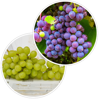 grapes